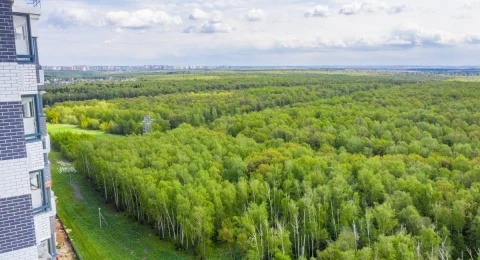 Парки